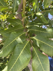 Cupaniopsis anacardioides