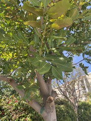 Cupaniopsis anacardioides