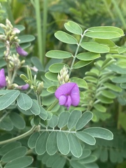 Tephrosia astragaloides