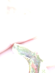 Klambothrips myopori