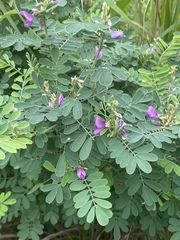 Tephrosia astragaloides