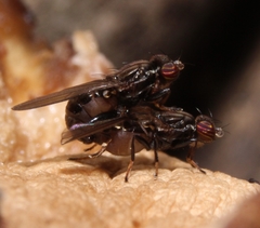 Aulacigaster mcalpinei