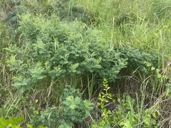 Tephrosia astragaloides