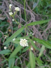 Pfaffia glomerata