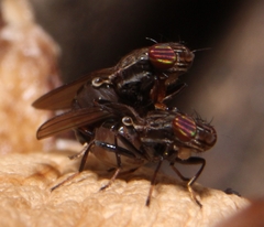 Aulacigaster mcalpinei