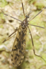 Austrolimnophila atripes