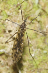 Austrolimnophila atripes