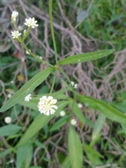 Pfaffia glomerata