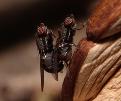 Aulacigaster mcalpinei