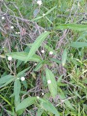 Pfaffia glomerata