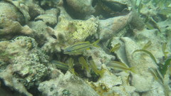 Haemulon flavolineatum