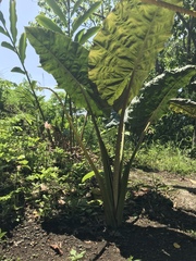 Alocasia macrorrhizos