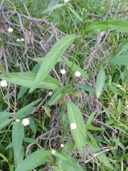 Pfaffia glomerata