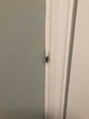 Araneae
