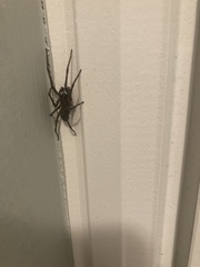 Araneae