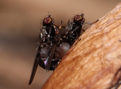 Aulacigaster mcalpinei