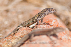 Podarcis carbonelli berlengensis