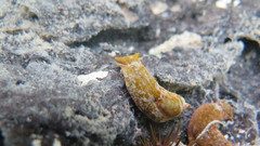 Cephalaspidea
