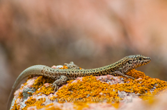 Podarcis carbonelli berlengensis