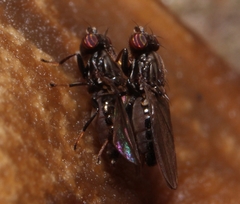 Aulacigaster mcalpinei