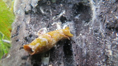 Cephalaspidea