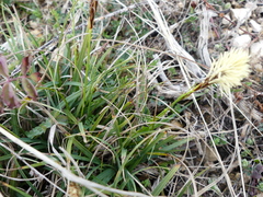 Carex humilis