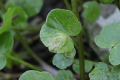 Urocystis ficariae