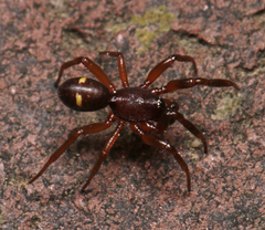Asagena americana