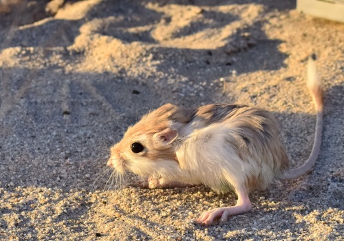 Desert Kangaroo Rat