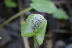 Urocystis ficariae