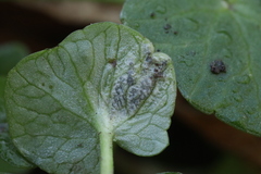 Urocystis ficariae