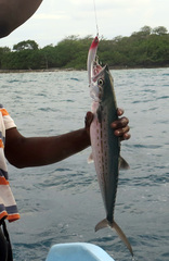 Scomberomorus regalis