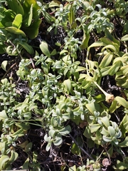 Lipochaeta integrifolia