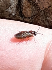 Periclista