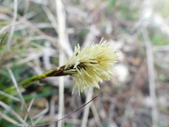 Carex humilis
