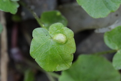 Urocystis ficariae