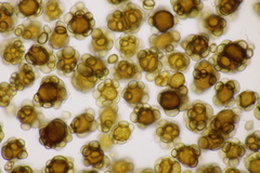 Urocystis ficariae