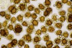 Urocystis ficariae