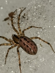 Stemonyphantes lineatus