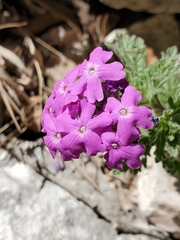 Glandularia tumidula