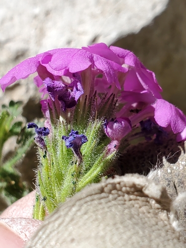 Image of Glandularia tumidula by (c) Jo Roberts, some rights reserved (CC BY)