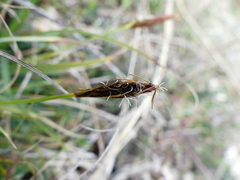 Carex humilis