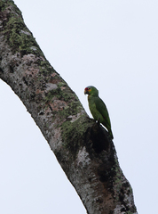 Amazona autumnalis autumnalis