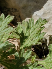 Glandularia tumidula