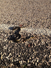 Lampropeltis splendida