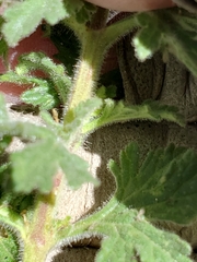 Glandularia tumidula