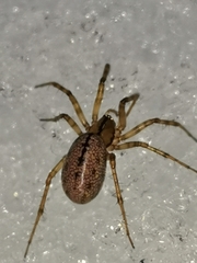 Stemonyphantes lineatus