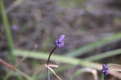 Dipterostemon capitatus capitatus