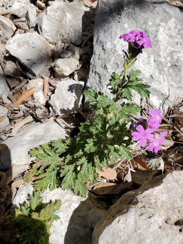 Image of Plains Mock Vervain (Glandularia tumidula) by (c) Jo Roberts, some rights reserved (CC BY)