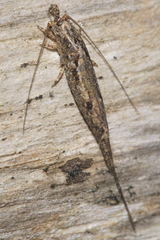 Nesomachilis